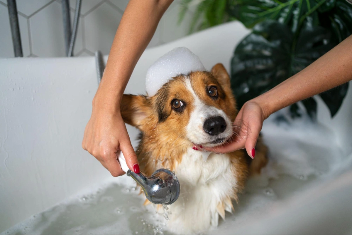 cara merawat hewan peliharaan dengan shower grohe